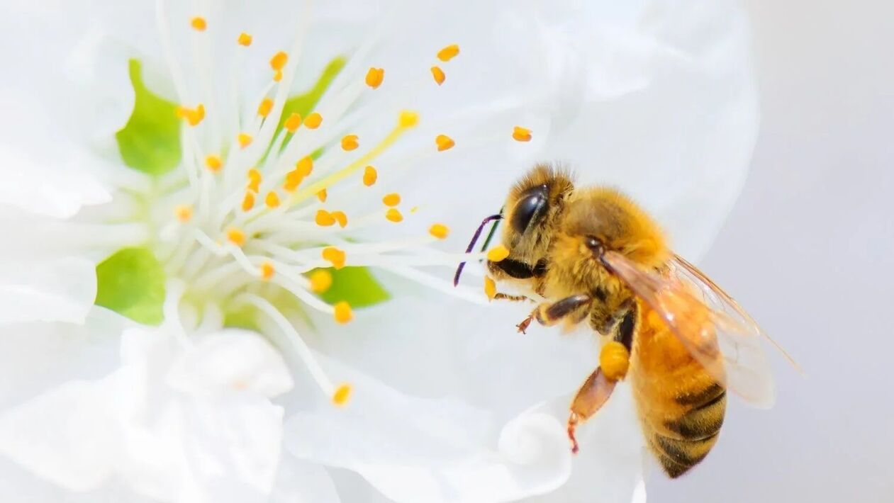 dzimumlocekļa palielināšana ar bišu dzēlieniem