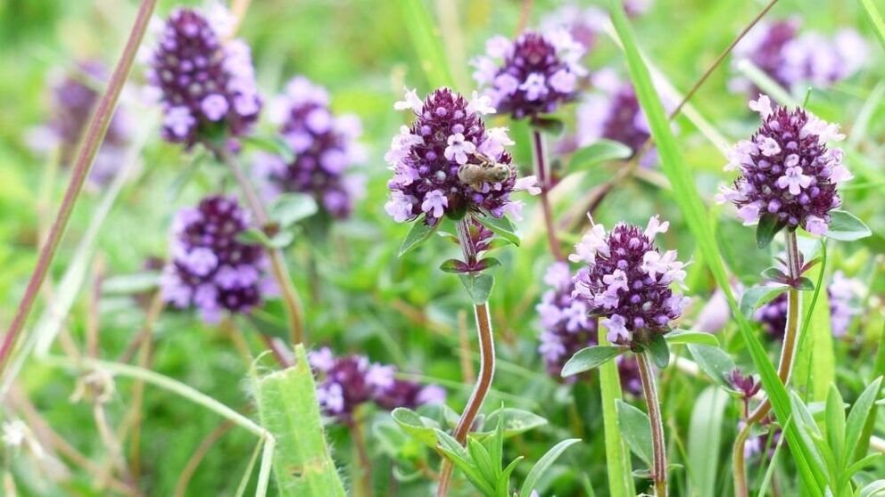 timiāna augs dzimumlocekļa paplašināšanai